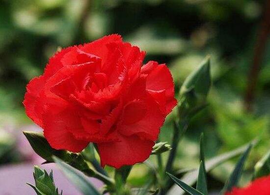 康乃馨適合送什么人(康乃馨花語贈送對象)