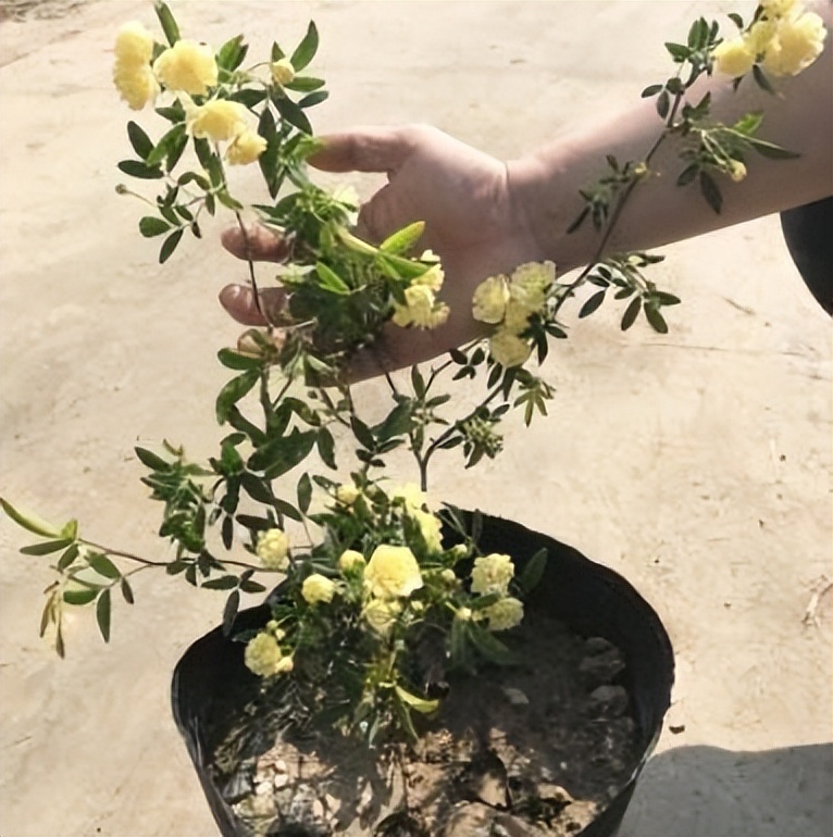 最香的花排名第一名（什么花最香最持久）