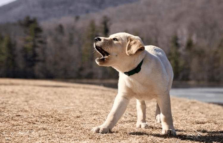 狗為什么會叫(狗狗突然狂叫是什么原因)