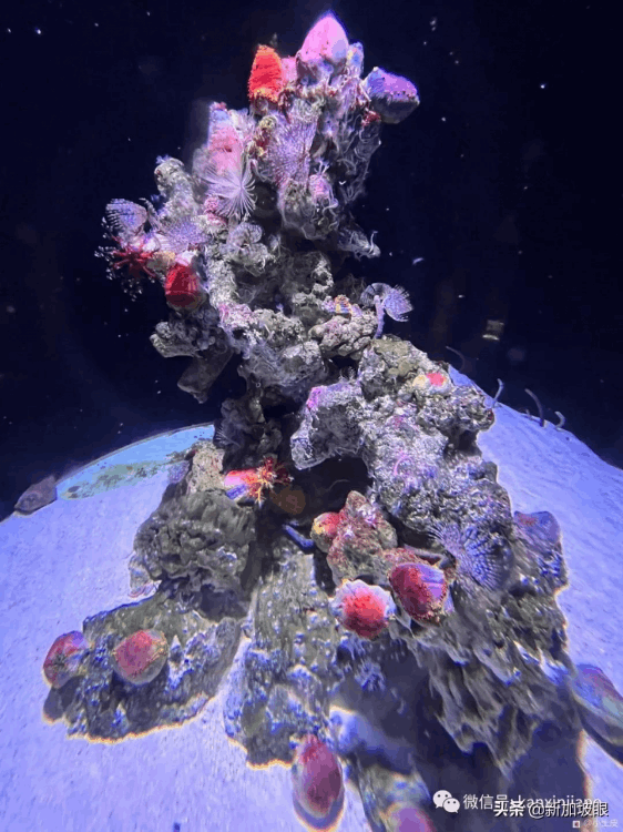 中國最大的海洋館在哪個地方（最大值得去的海洋館排名）