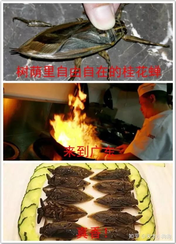 廣東人喜歡吃什么（惡心的廣東人什么都吃）