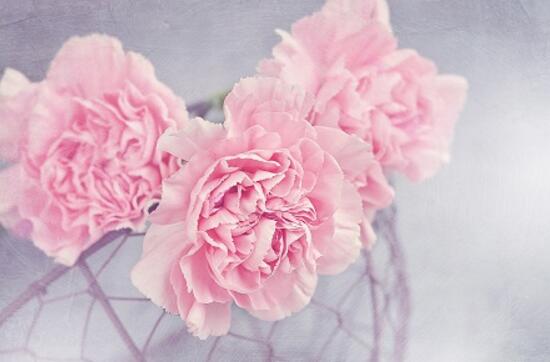 康乃馨適合送什么人(康乃馨花語贈送對象)