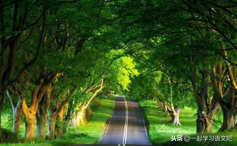 要路還是要樹口語交際（要路還是要樹的理由）