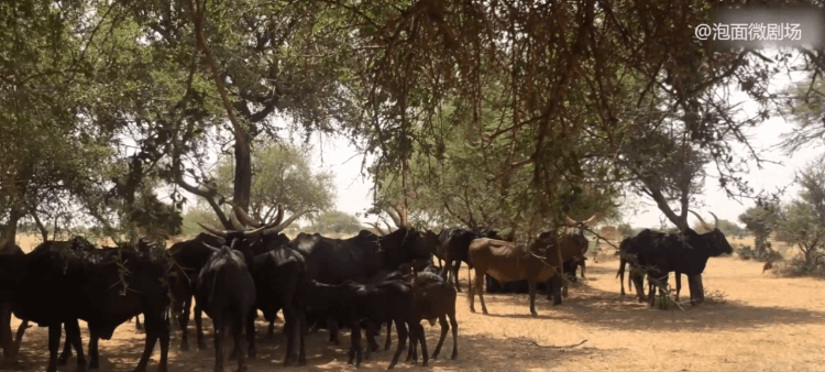 母系社會穿越一妻多夫(母系社會一妻多夫制)