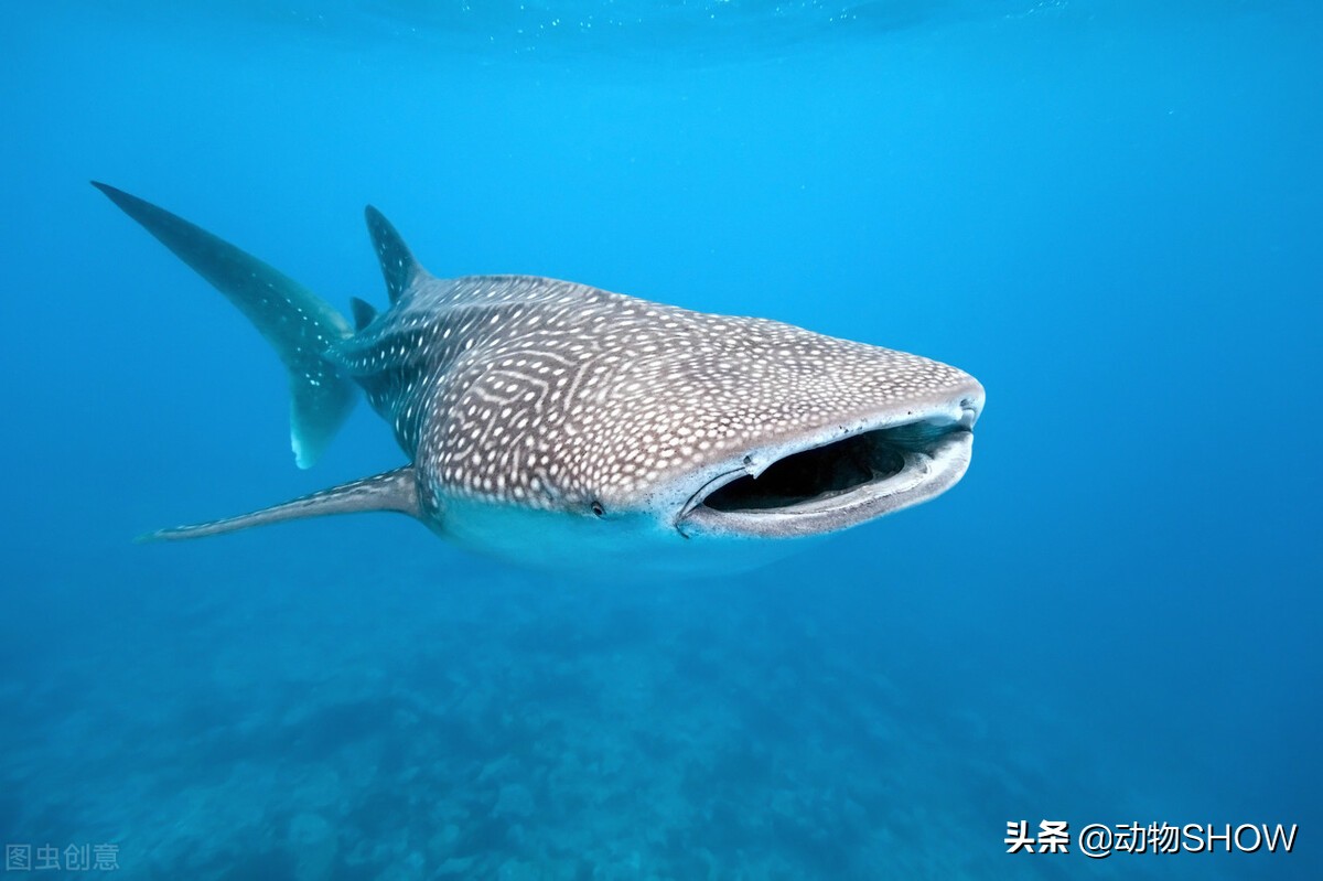 世界上最大的魚（世界上最可愛的魚）