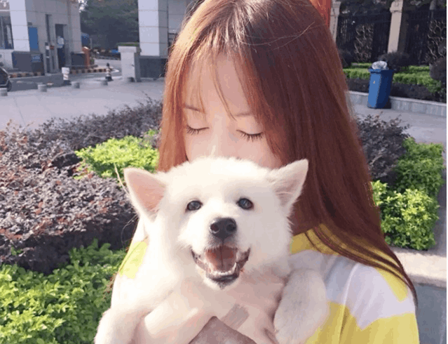 女人養大狗的真正原因(女士養公犬的目的)