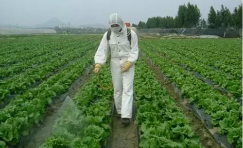 蚜蟲圖片大全(各種蚜蟲圖片)