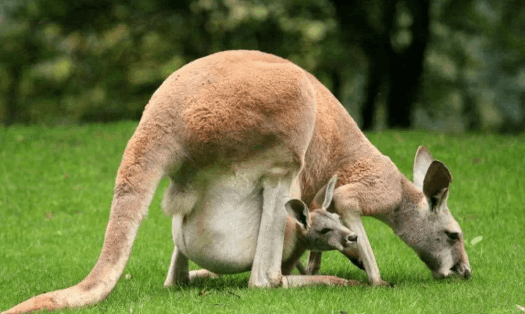 覺得人類繁殖很惡心（為什么覺得人類繁衍很惡心）