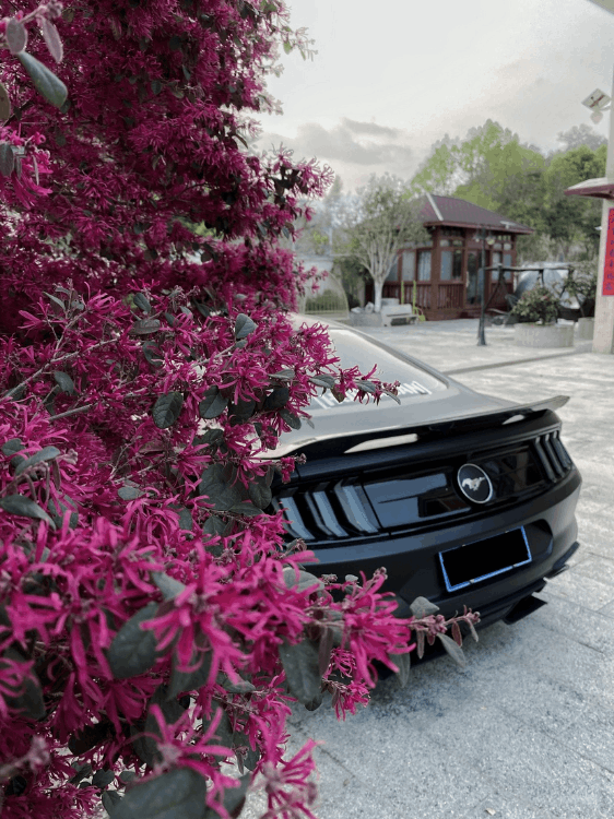 福特野馬黑武士多少錢(qián)一輛(黑武士野馬圖片及價(jià)格)