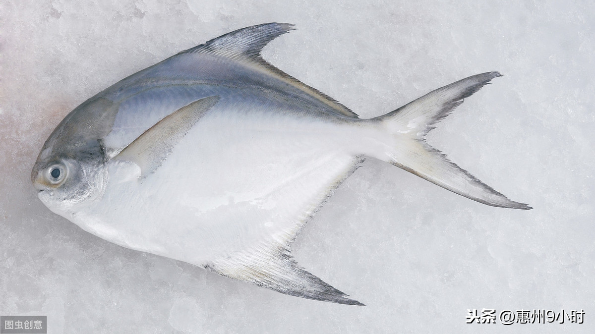 金鯧好吃還是銀鯧魚(yú)好吃（常吃金鯧魚(yú)的壞處）