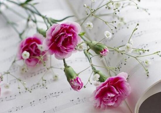 康乃馨適合送什么人(康乃馨花語贈送對象)