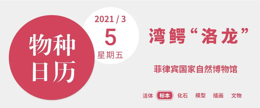 世界上最大的鱷魚(yú)(世界上最大的鯊魚(yú))