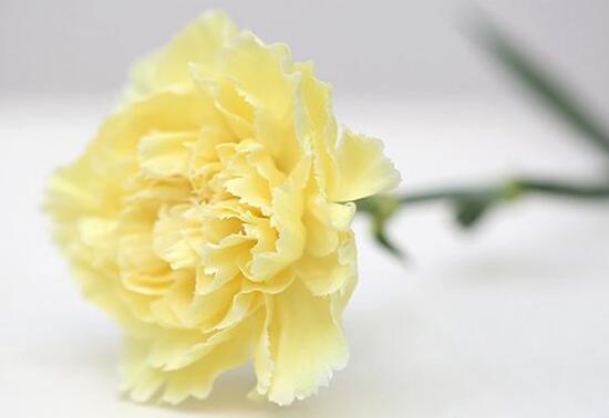 康乃馨適合送什么人(康乃馨花語贈送對象)