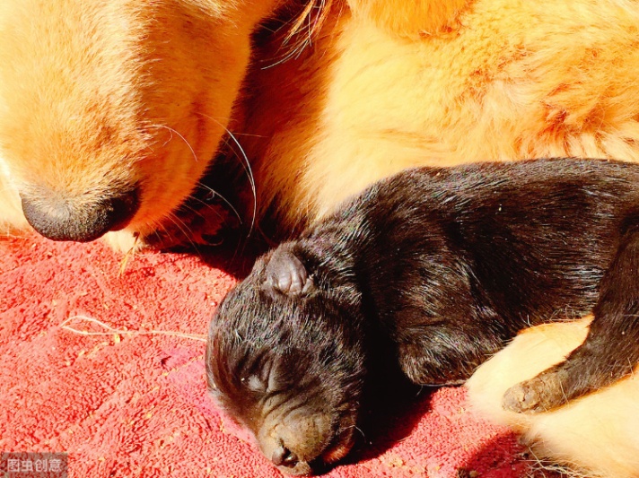 為什么狗狗放我里面就變大(為什么狗狗放我里面就變大圖片)