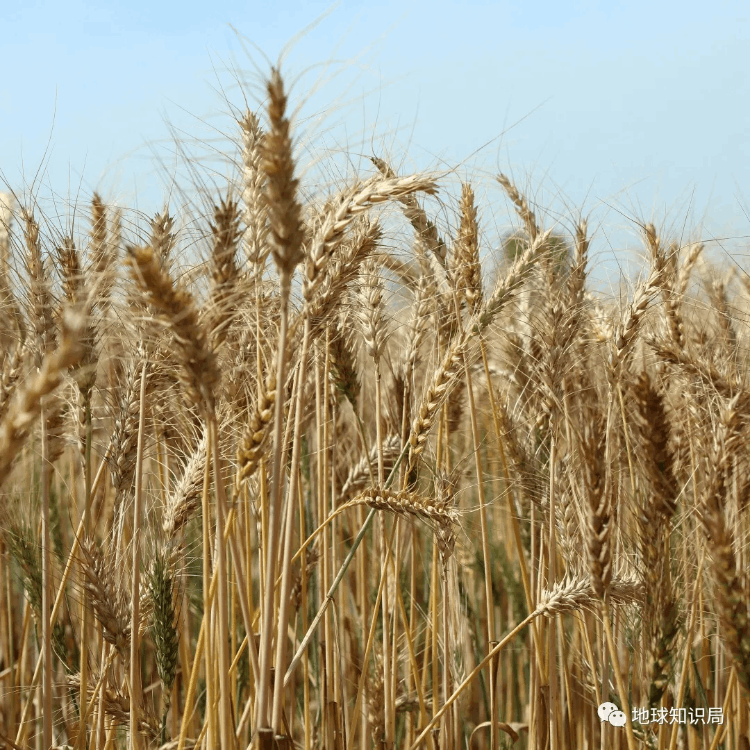 巴基斯坦什么時候建國(巴基斯坦有多少年歷史了)