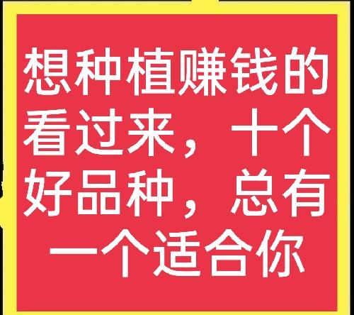 未來10大暴利種植(總有一種適合你)
