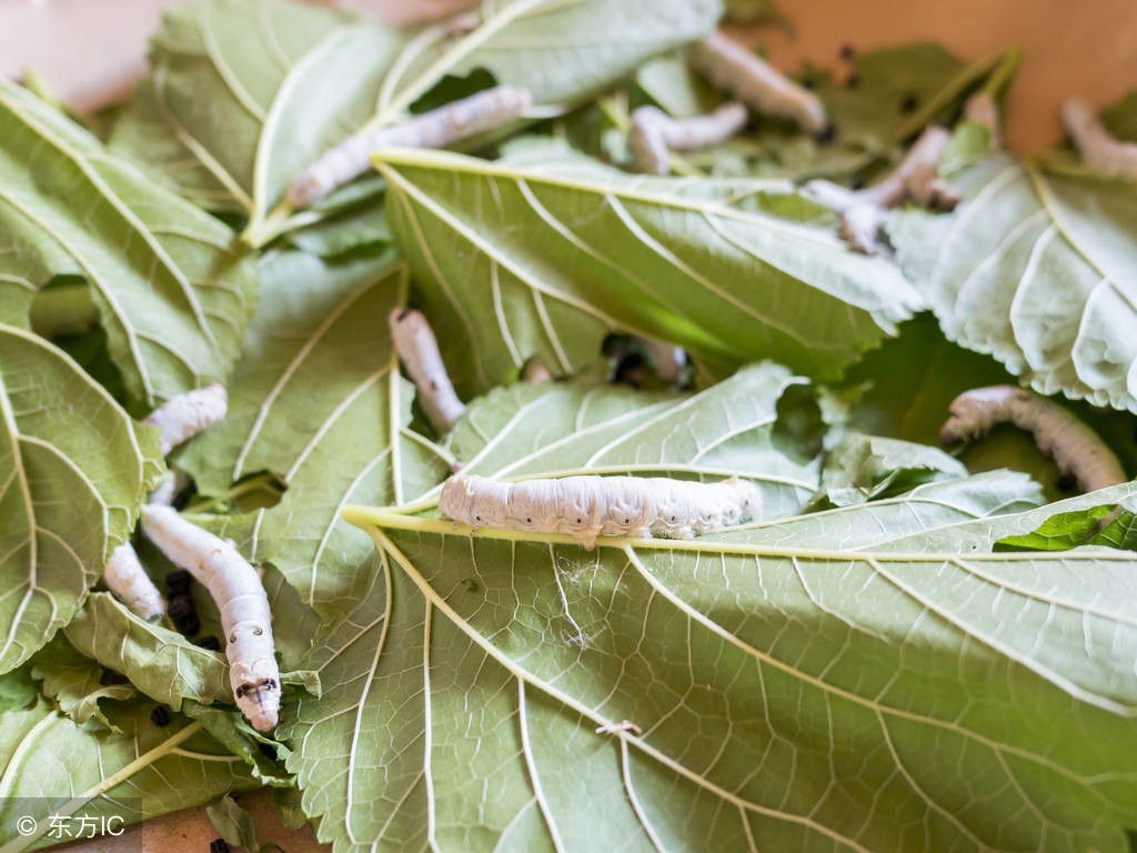 蠶寶寶除了吃桑葉還能吃什么(不用桑葉也可以喂養(yǎng)的食物)
