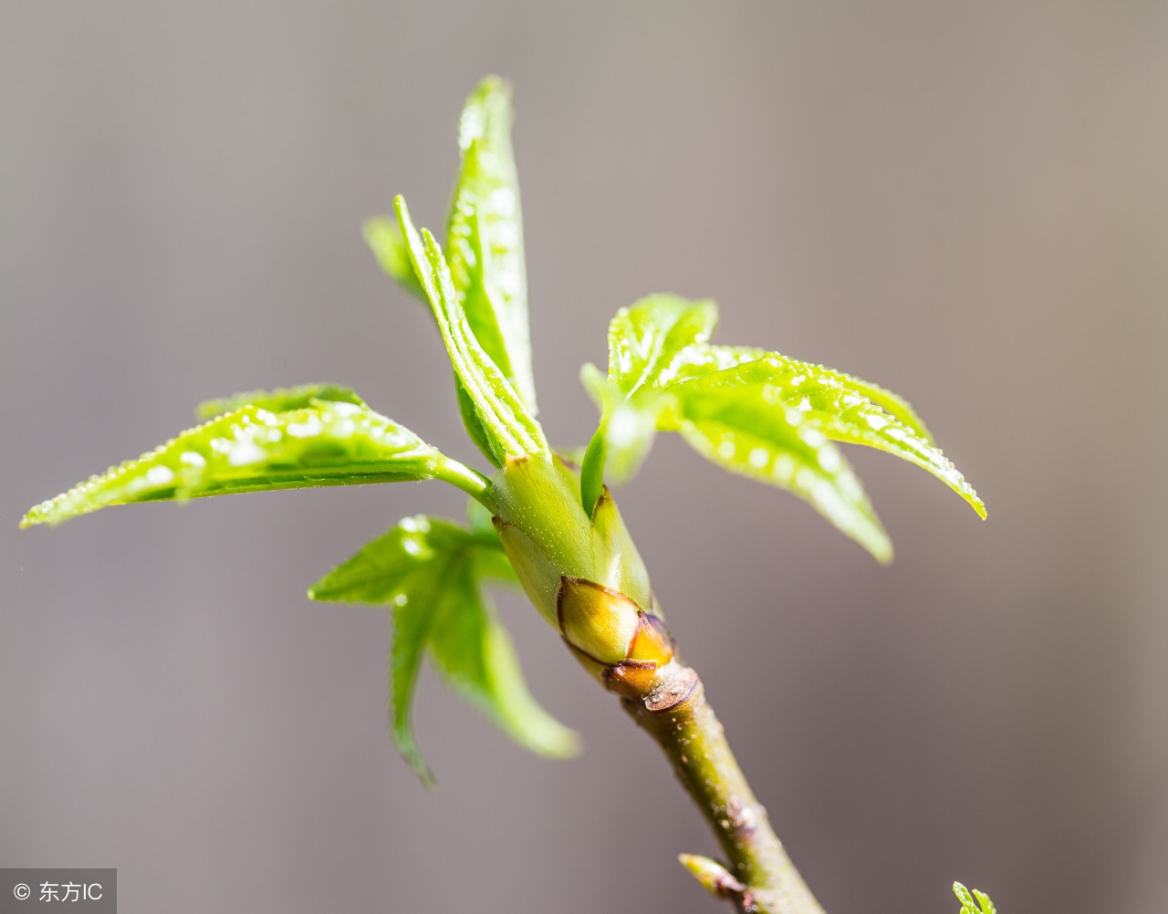 蠶寶寶除了吃桑葉還能吃什么(不用桑葉也可以喂養(yǎng)的食物)