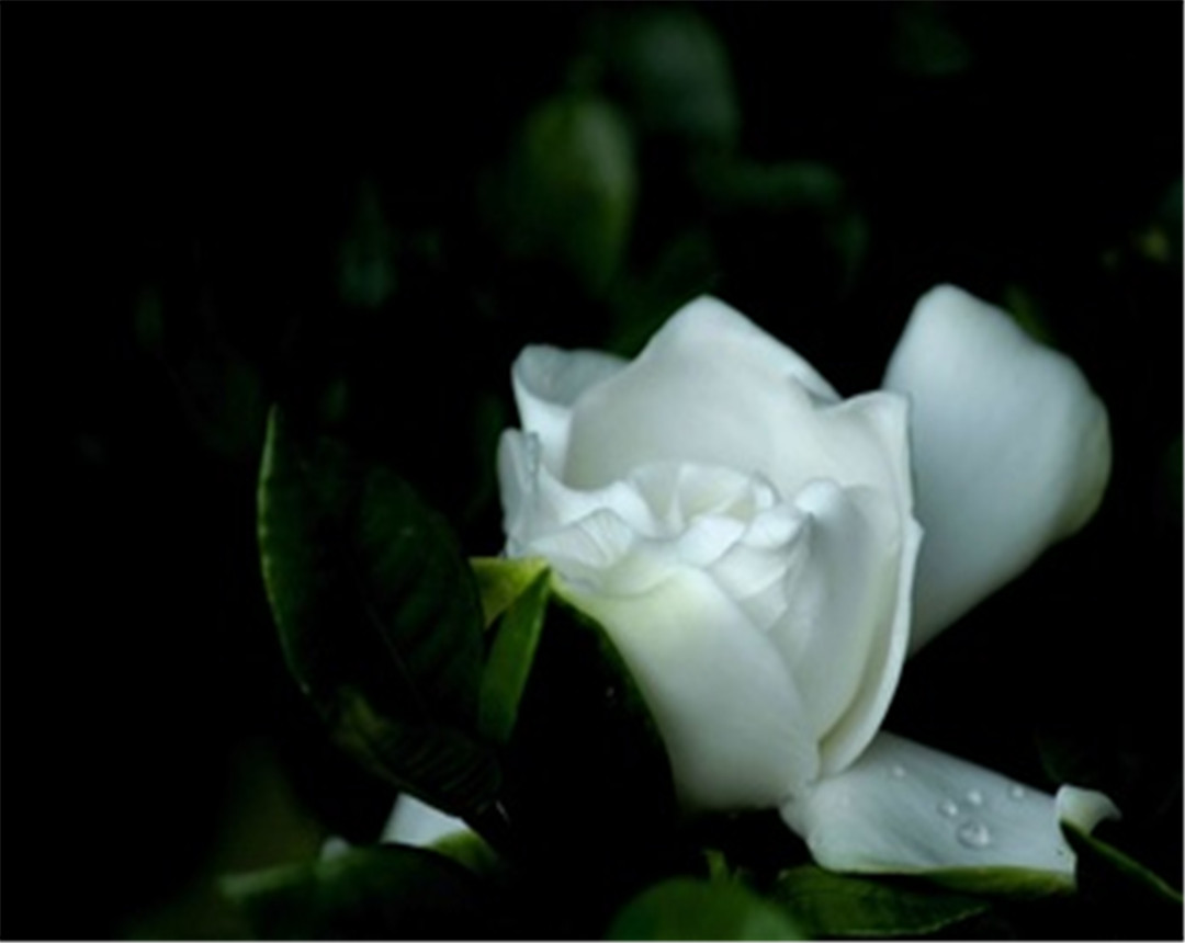 梔子花養(yǎng)在家中怎么樣？梔子花種植在家中都有什么說(shuō)法