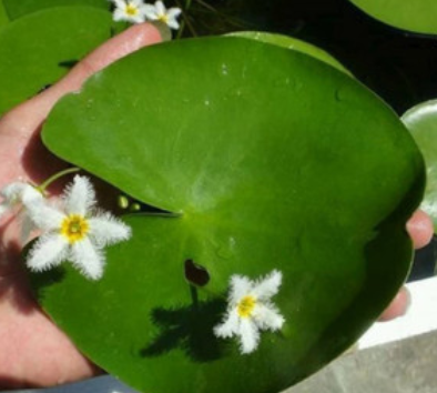 熱文一葉蓮可以養多長時間(一葉蓮能養多久)