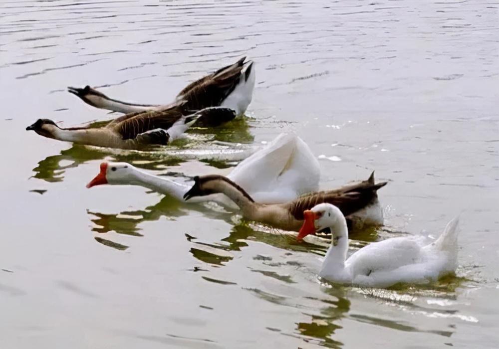 熱文詠鵝里面表示動作的詞(詠鵝里面表示動作的詞有哪些)