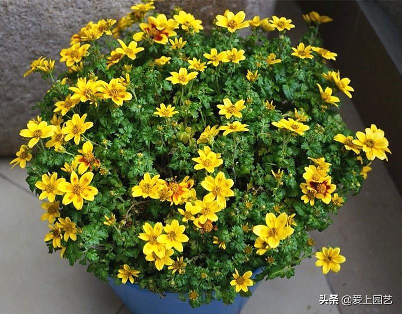 熱文鬼針草養殖方法和注意事項介紹(鬼針草養殖方法和注意事項)