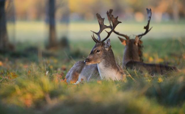 魯山山行原文內(nèi)容及翻譯(霜落熊升樹林空鹿飲溪全詩翻譯)