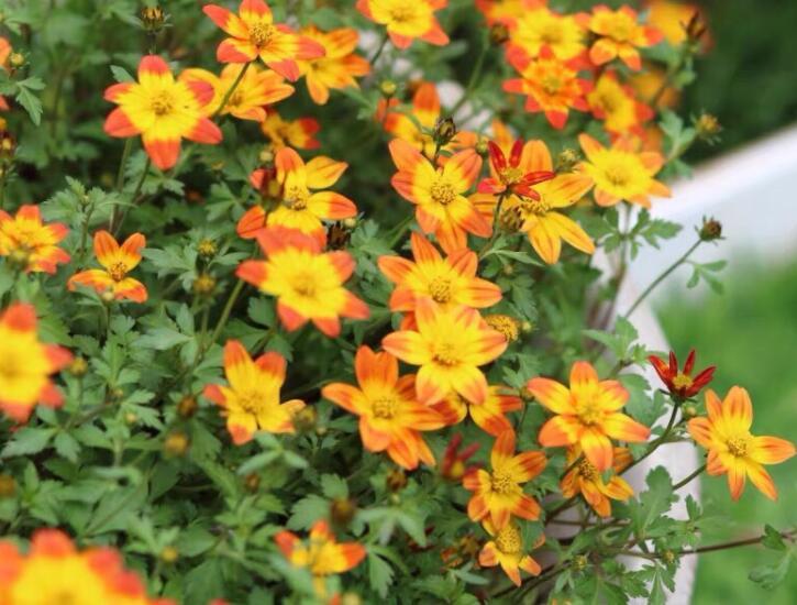 鬼針草養(yǎng)殖方法和注意事項(xiàng)介紹(鬼針草養(yǎng)殖方法和注意事項(xiàng))