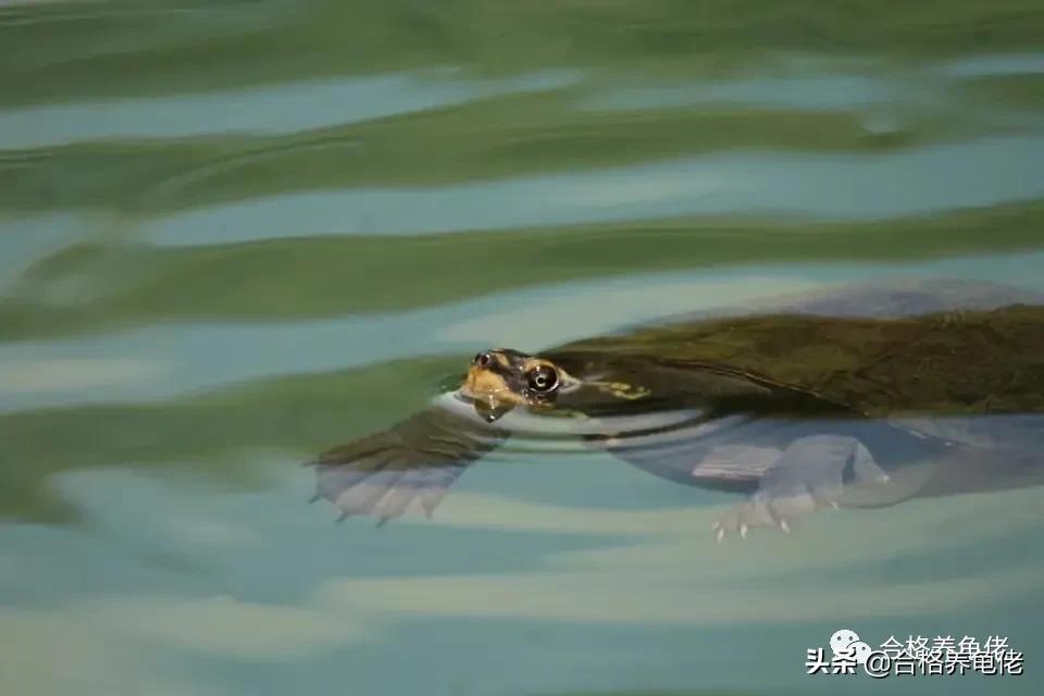 什么龜好養又好看(什么龜好養又好看又長得大)