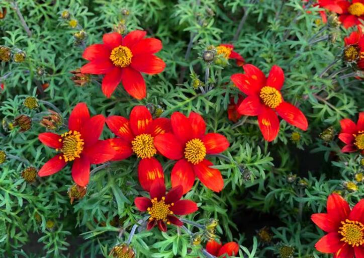 鬼針草養(yǎng)殖方法和注意事項(xiàng)介紹(鬼針草養(yǎng)殖方法和注意事項(xiàng))