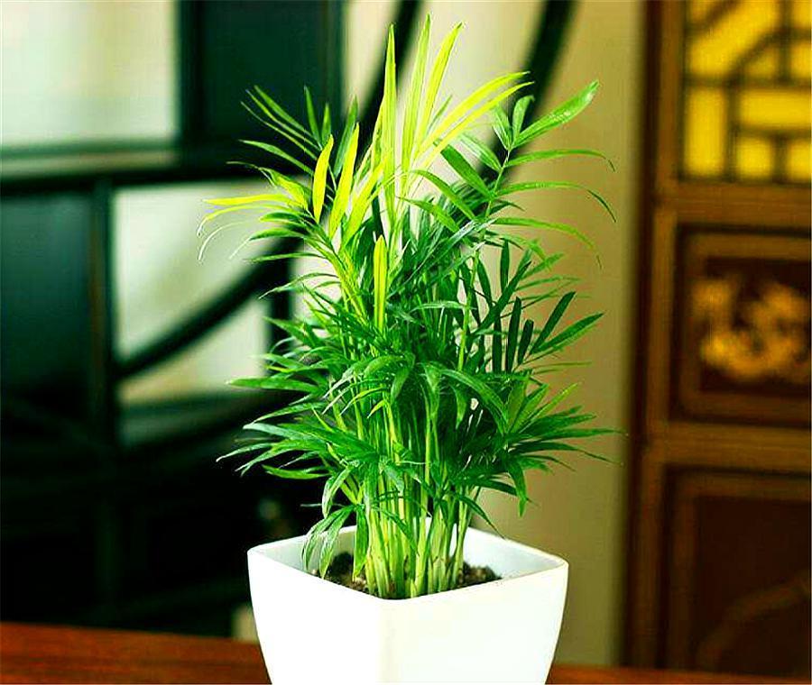 熱文袖珍椰子如何修剪(袖珍椰子怎么修剪方法)