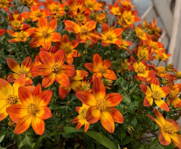 鬼針草養(yǎng)殖方法和注意事項(xiàng)介紹(鬼針草養(yǎng)殖方法和注意事項(xiàng))