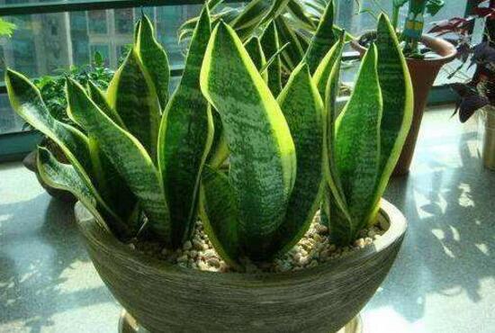 虎皮蘭有什么功效作用(虎皮蘭的功效作用)