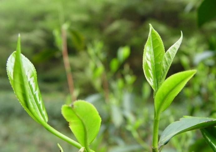 山東有什么特產(chǎn)(山東土特產(chǎn)有哪些產(chǎn)品)