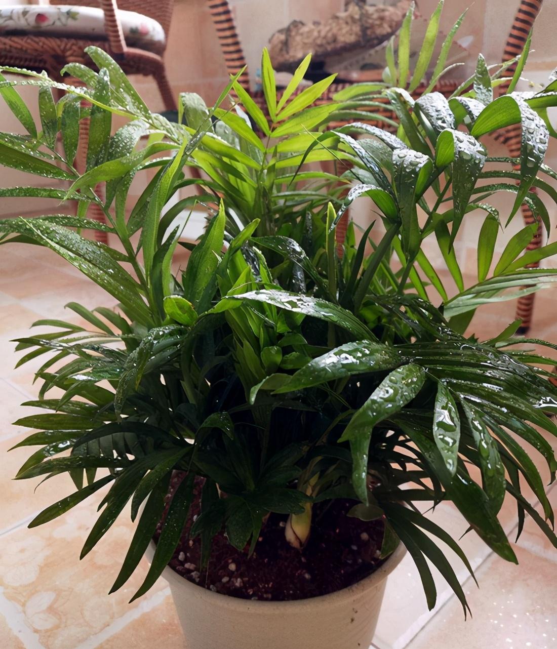 熱文袖珍椰子如何修剪(袖珍椰子怎么修剪方法)