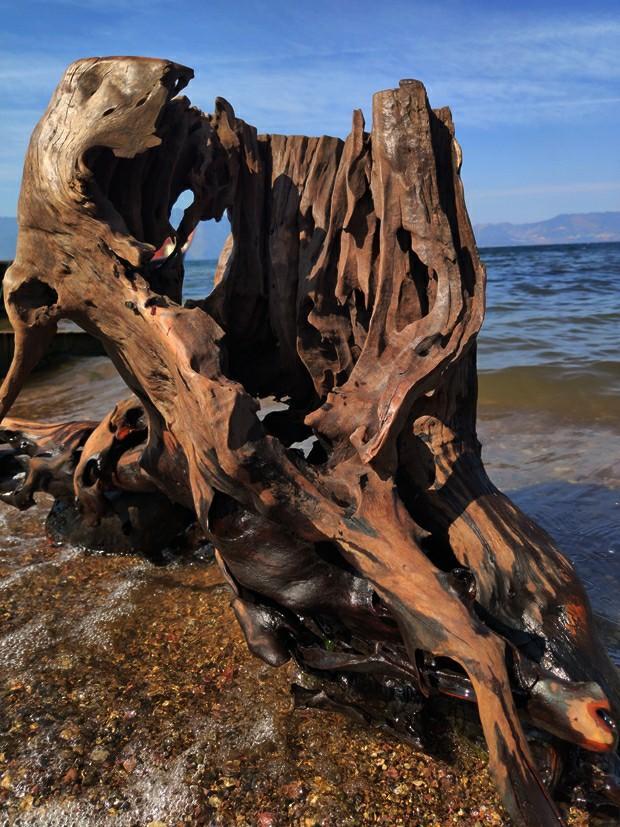 什么是沉木(什么沉木不黃水)