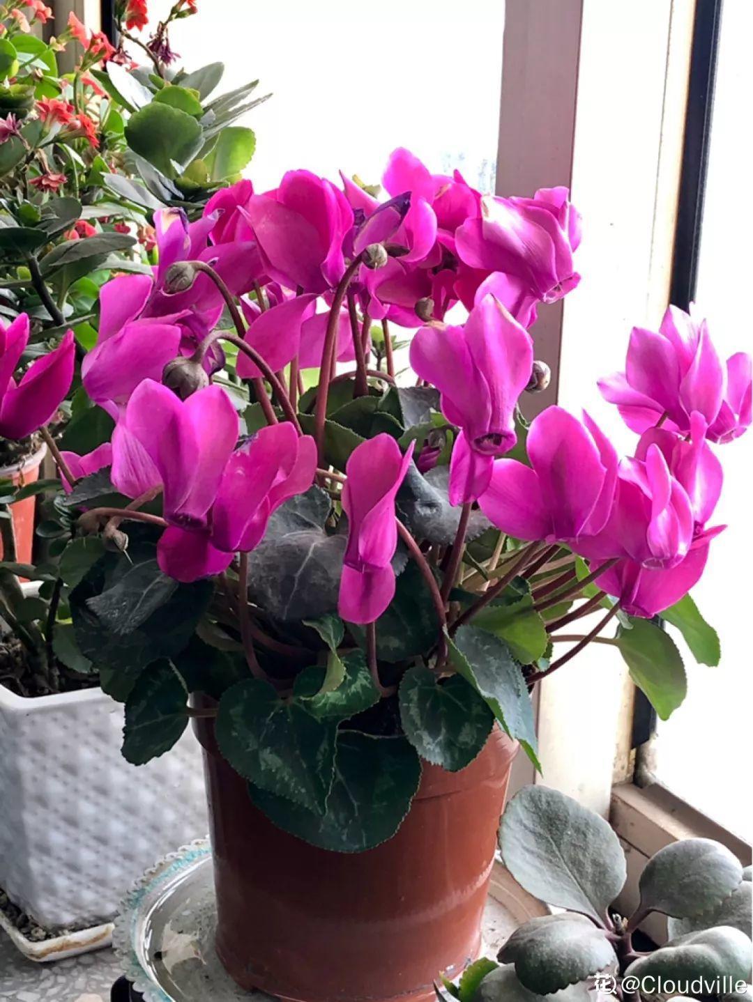 一春一秋不開花的生肖介紹(一春一秋不開花是什么生肖)