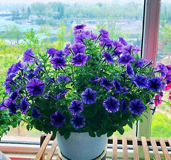 一春一秋不開花的生肖介紹(一春一秋不開花是什么生肖)