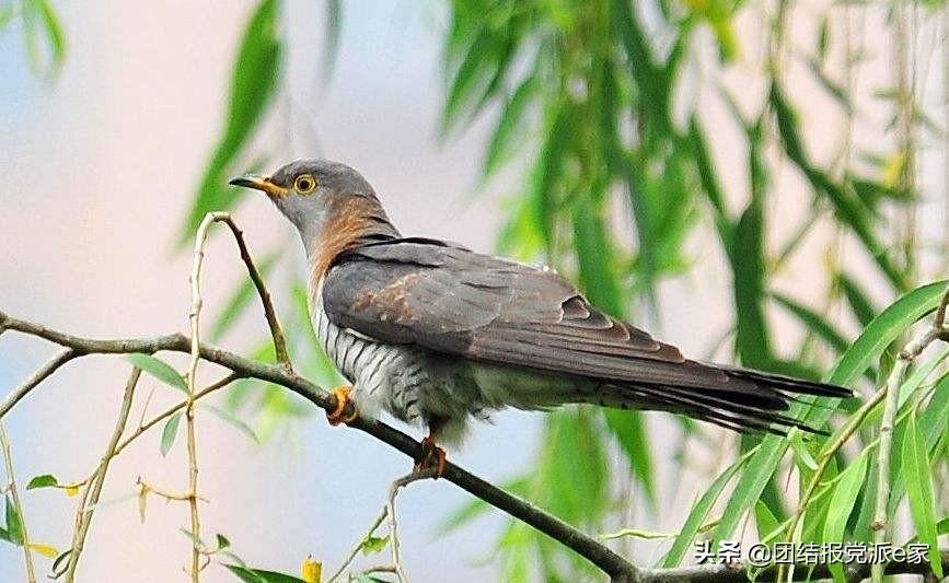 子規(guī)夜半猶啼血不信東風(fēng)喚不回的含義(子規(guī)夜半猶啼血不信東風(fēng)喚不回是什么意思)