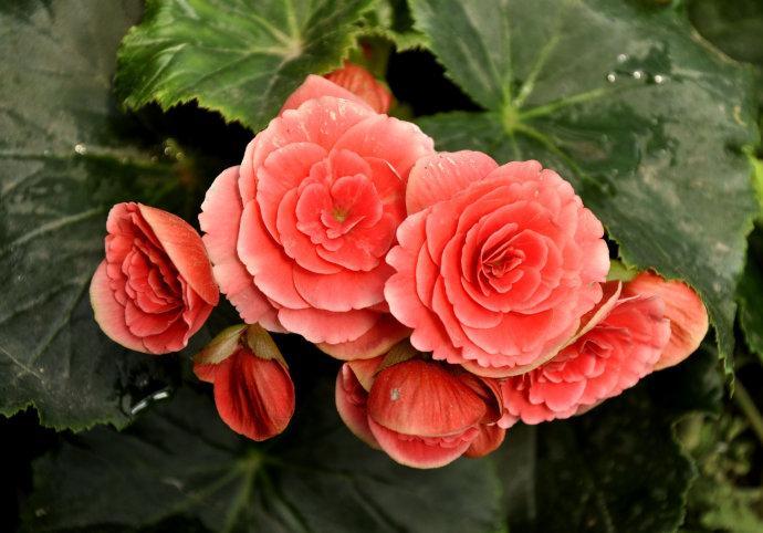 麗格海棠掉葉子的原因(麗格海棠為什么掉葉子)