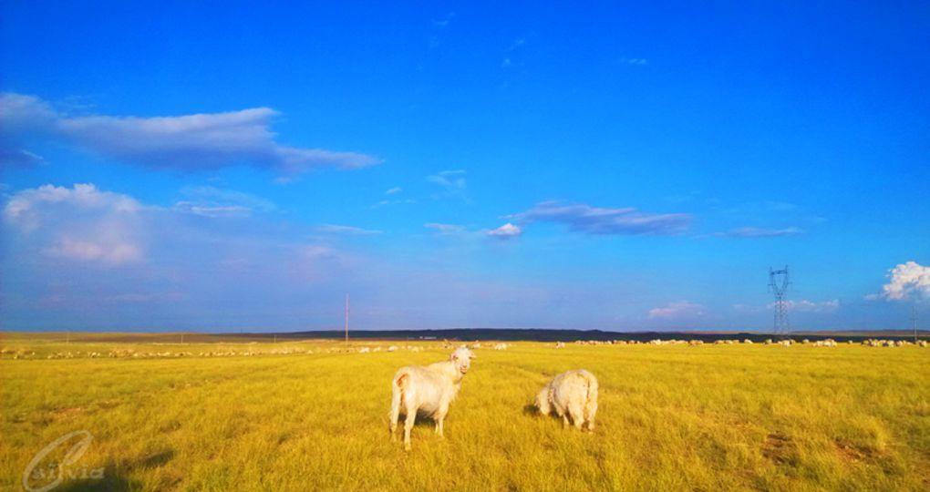 怎么讀棹(棹怎么讀音)