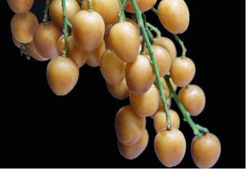 黃皮果泡酒作用與功效介紹(黃皮果泡酒作用與功效)