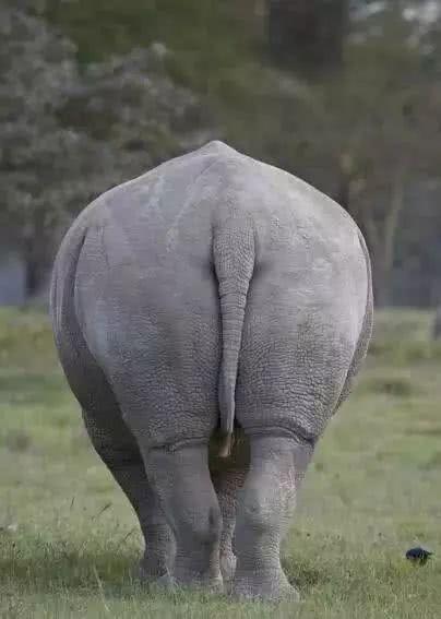 龍生九子是哪九子(為何個個差別那么大?)