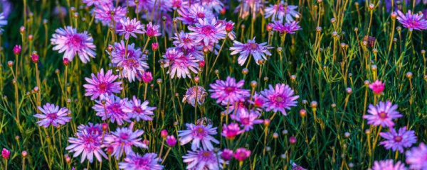 怎么種瑪格麗特(瑪格麗特怎么種)