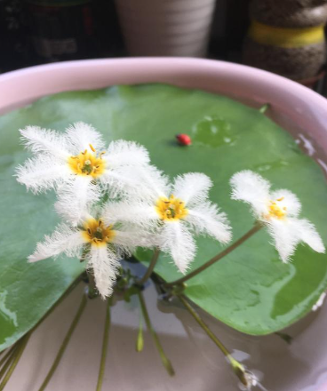 一葉蓮可以養多長時間(一葉蓮能養多久)