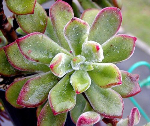 錦晃星怎么養(錦晃星的養殖方法)