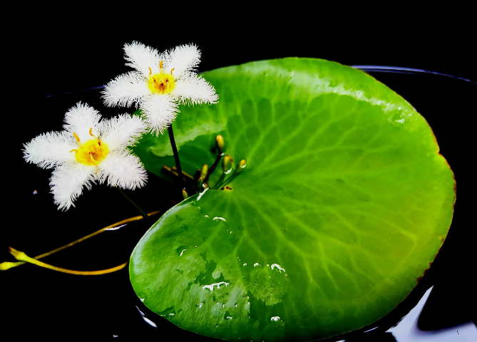 一葉蓮可以養多長時間(一葉蓮能養多久)