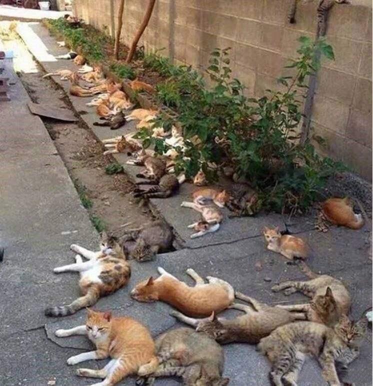 熱文貓薄荷對貓作用介紹(貓薄荷對貓有著什么作用)