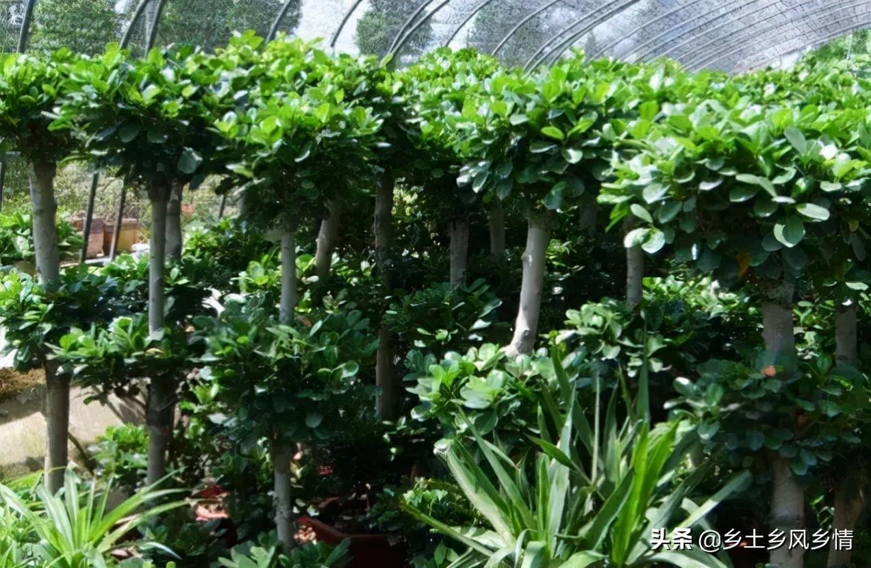 搖錢樹怎么移植(搖錢樹怎么換土)