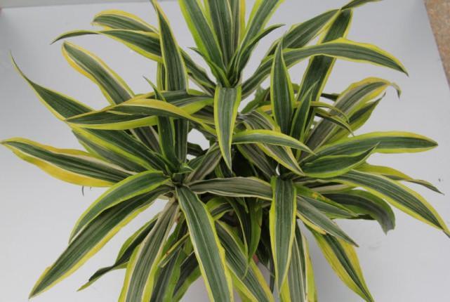 巴西美人繁殖教程和禁忌介紹(巴西美人繁殖方法和注意事項)